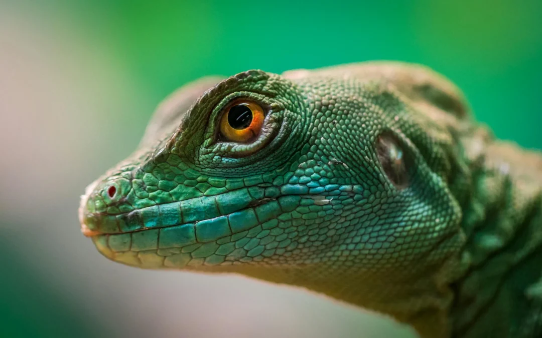 Kleine lettertjes reptielen verzekering: waar moet je op letten?